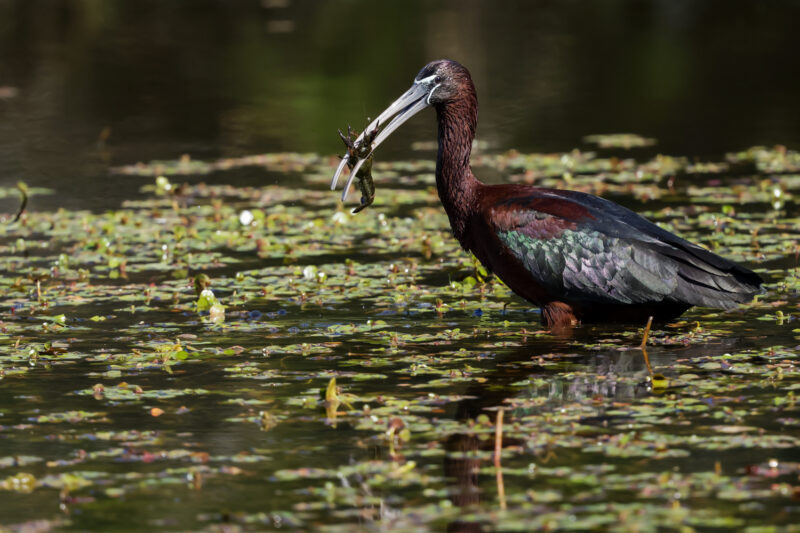 Ibis falcinelle ayant attrapé une écrevisse
